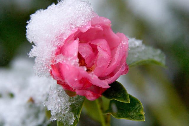 snow on a rose