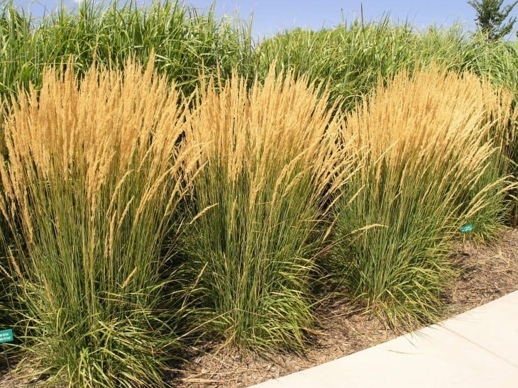 Decorative Grasses in Colorado: A Comprehensive Guide