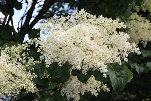 Blog Featured – Beautiful Trees of Colorado