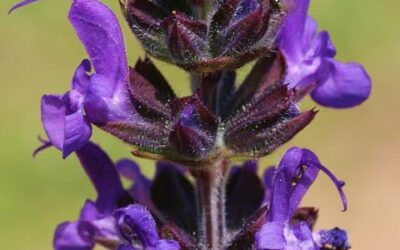 Fail Proof Perennials