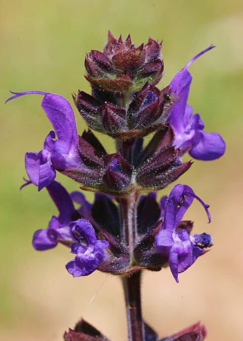 Fail Proof Perennials