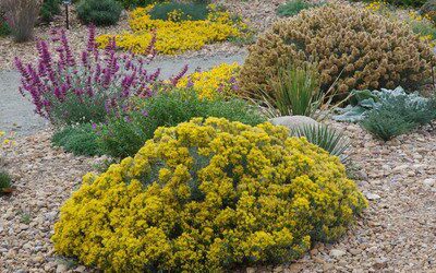 Statement Shrubs for Your Colorado Landscape