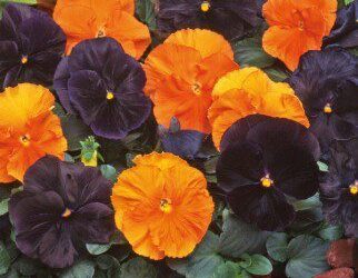 Create a Fall Landscape that Thrives in Colorado
