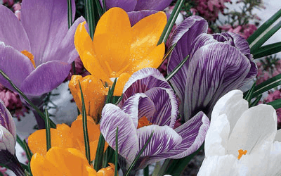 Plan now for Spring Color!