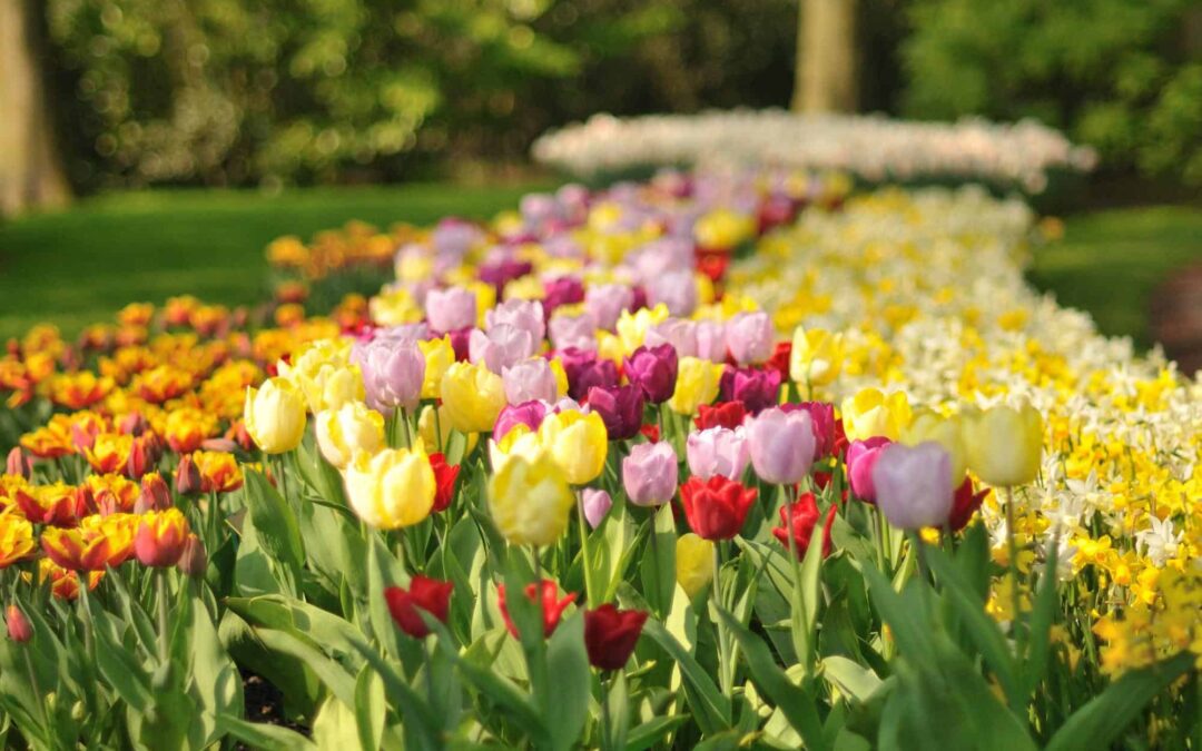 Planting Bulbs for Beautiful Spring Color in Your Landscape