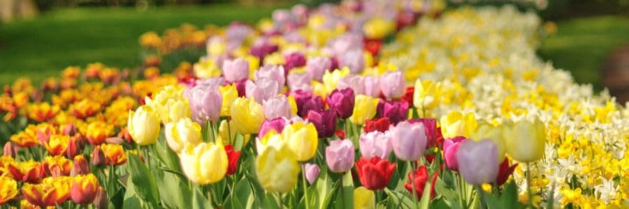 Plan Now for a Colorful Spring Landscape