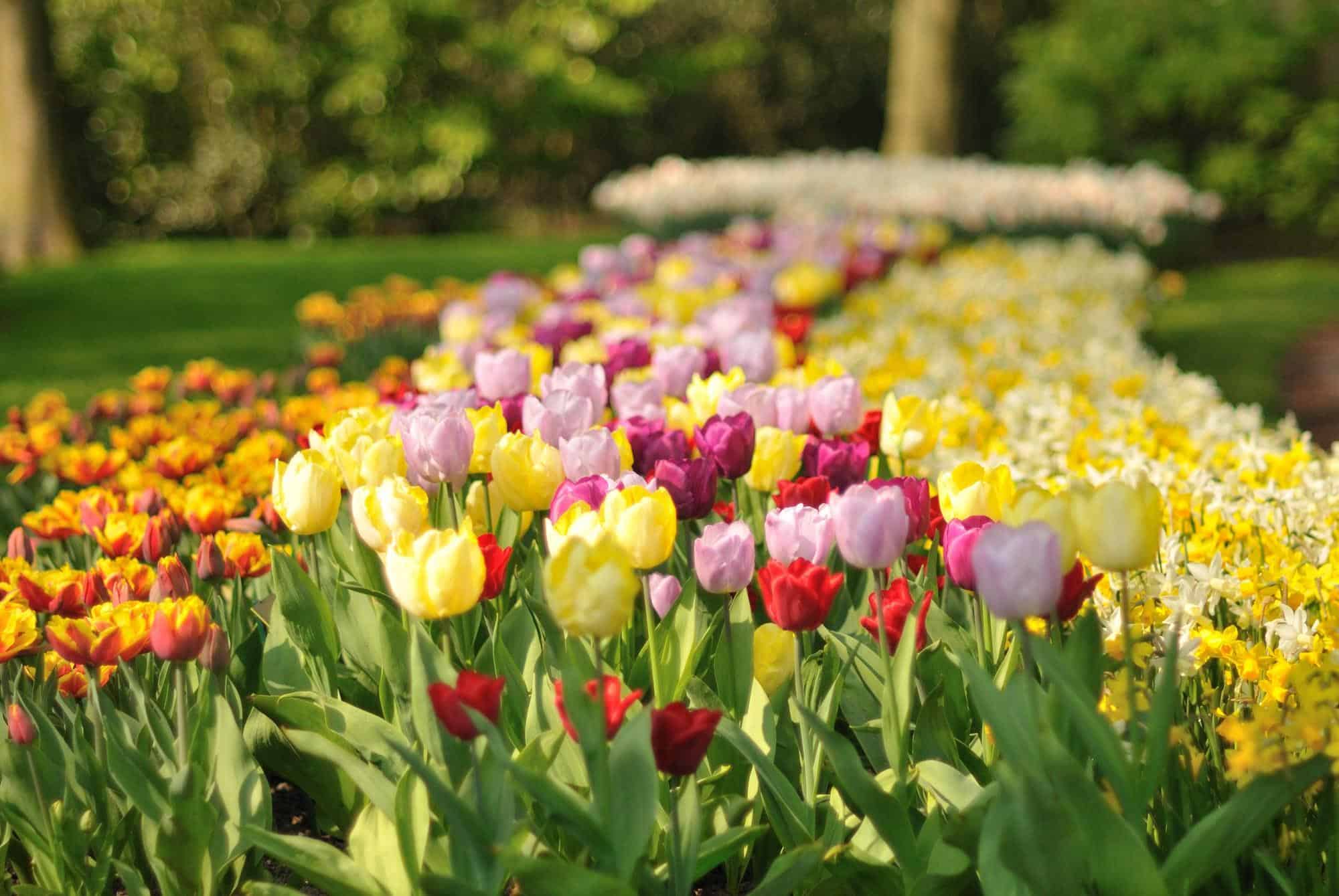 Blog Featured – Plan Now for a Colorful Spring Landscape