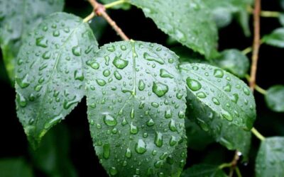 Help Your Yard Flourish With Proper Winter Landscape Care