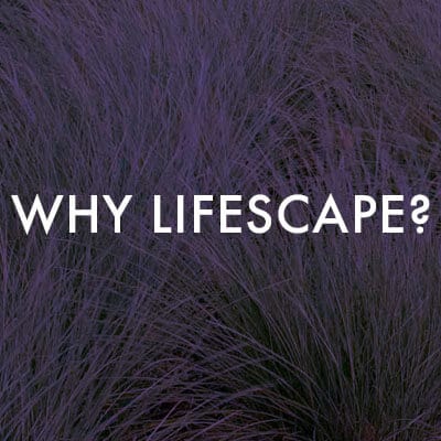 lifescape-company-why