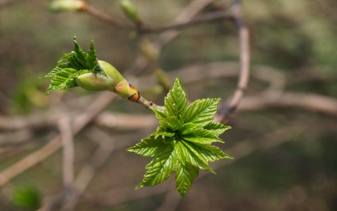 Ready to Begin the Process of Waking Up Your Landscape for Spring?