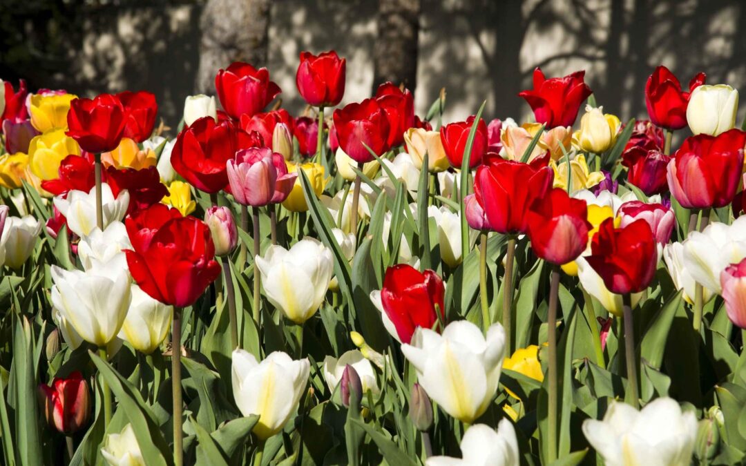 Plant bulbs this fall for colorful spring blooms.