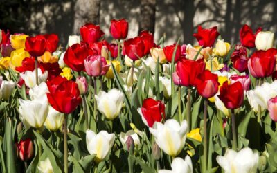 Plant bulbs this fall for colorful spring blooms.