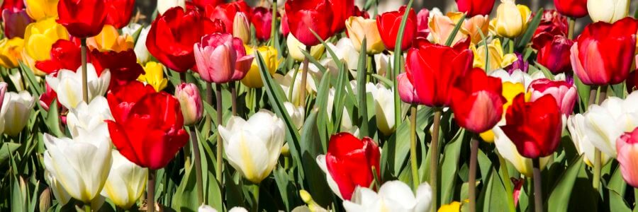 Plant bulbs this fall for colorful spring blooms.
