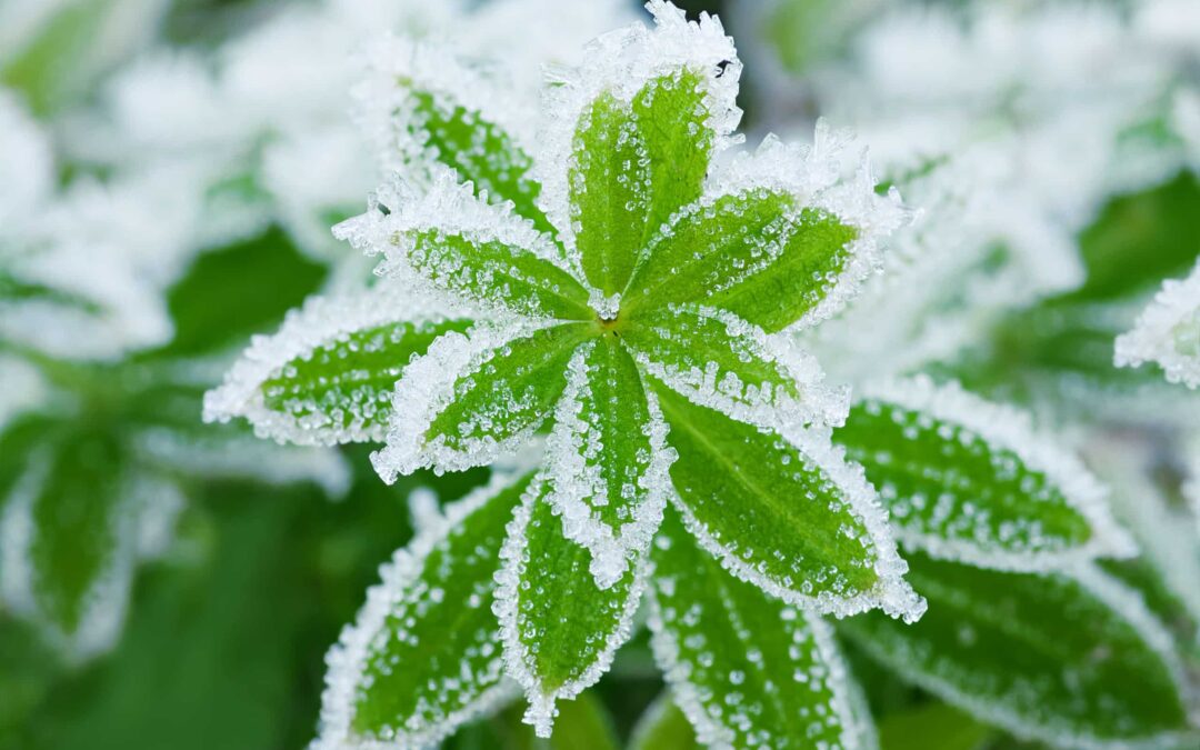 Protect your home and landscape with proper winterization