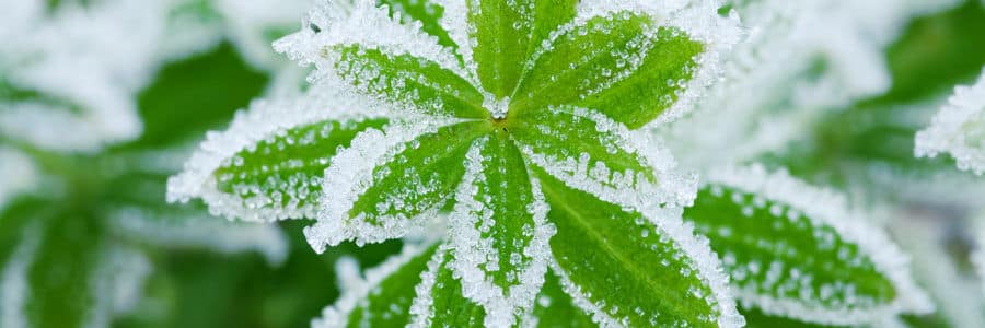 Protect your home and landscape with proper winterization