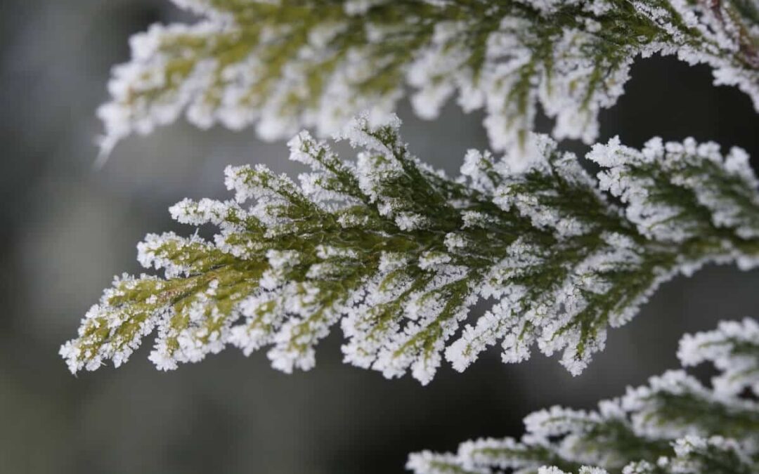 Cold weather care for Trees and Shrubs: Anti-Desiccants and Winter Watering