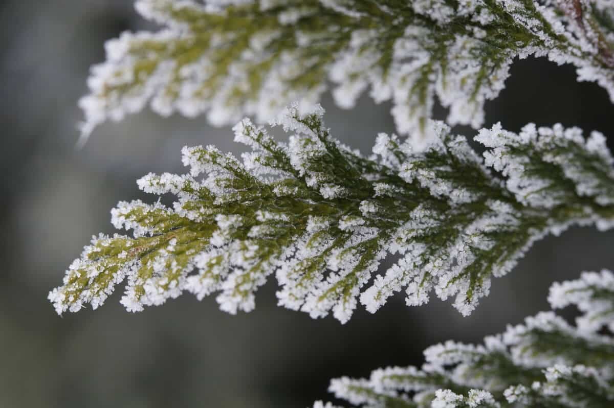 Blog Featured – Cold weather care for Trees and Shrubs: Anti-Desiccants and Winter Watering