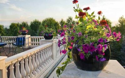 Expert Advice: A 6-Step Guide to Container Plantings
