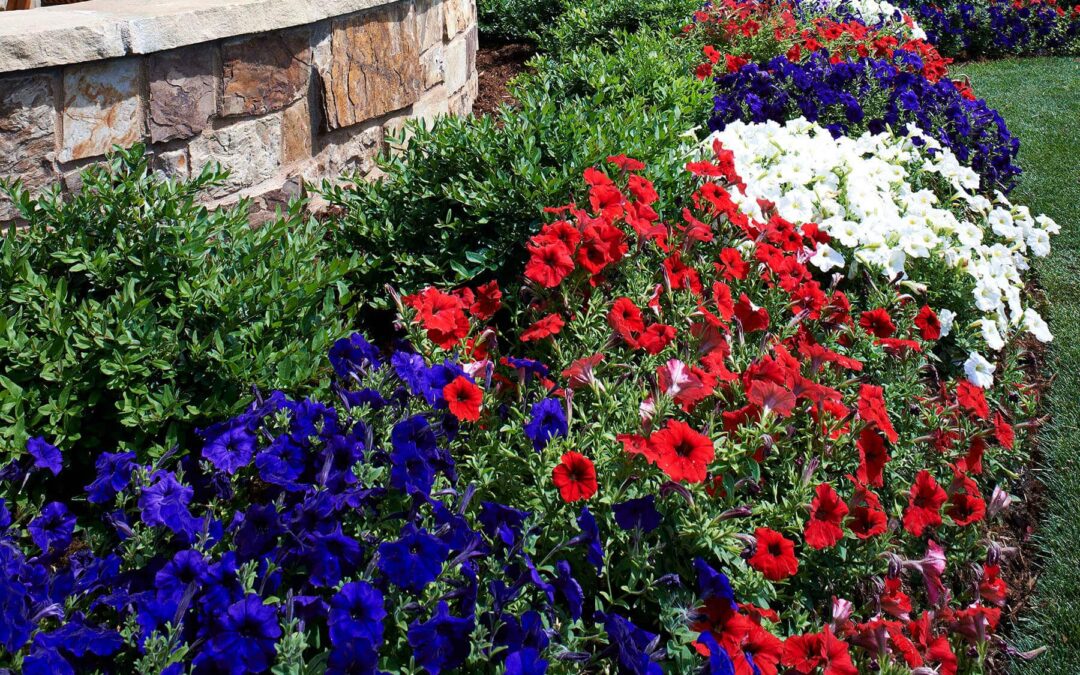 Happy 4th of July from Lifescape to our clients, partners, and team!