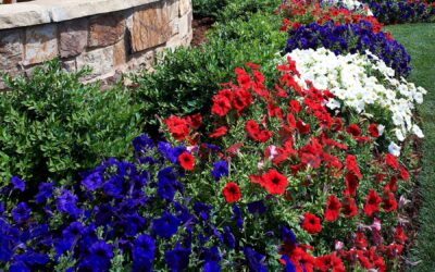 Happy 4th of July from Lifescape to our clients, partners, and team!