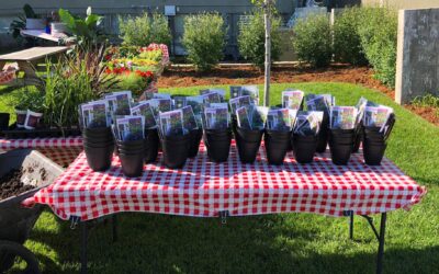 Design community comes together for container planting party with Lifescape.