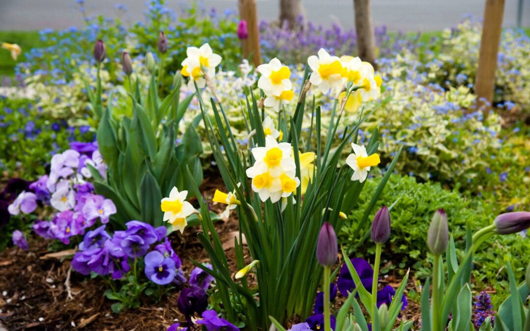 It’s time to plant tulips, daffodils and other bulbs for beautiful spring color.