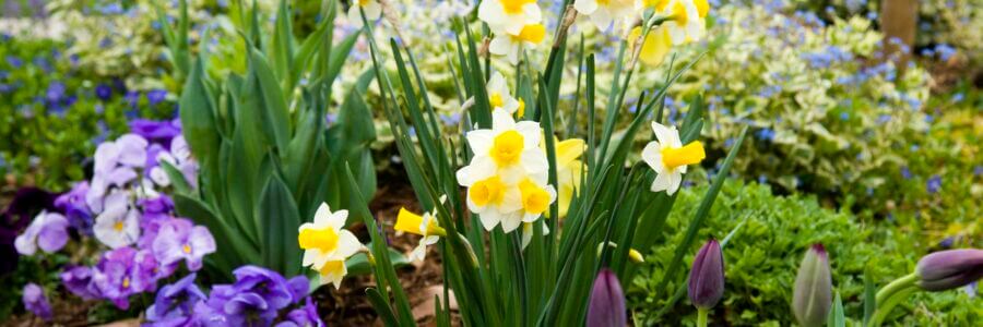It’s time to plant tulips, daffodils and other bulbs for beautiful spring color.