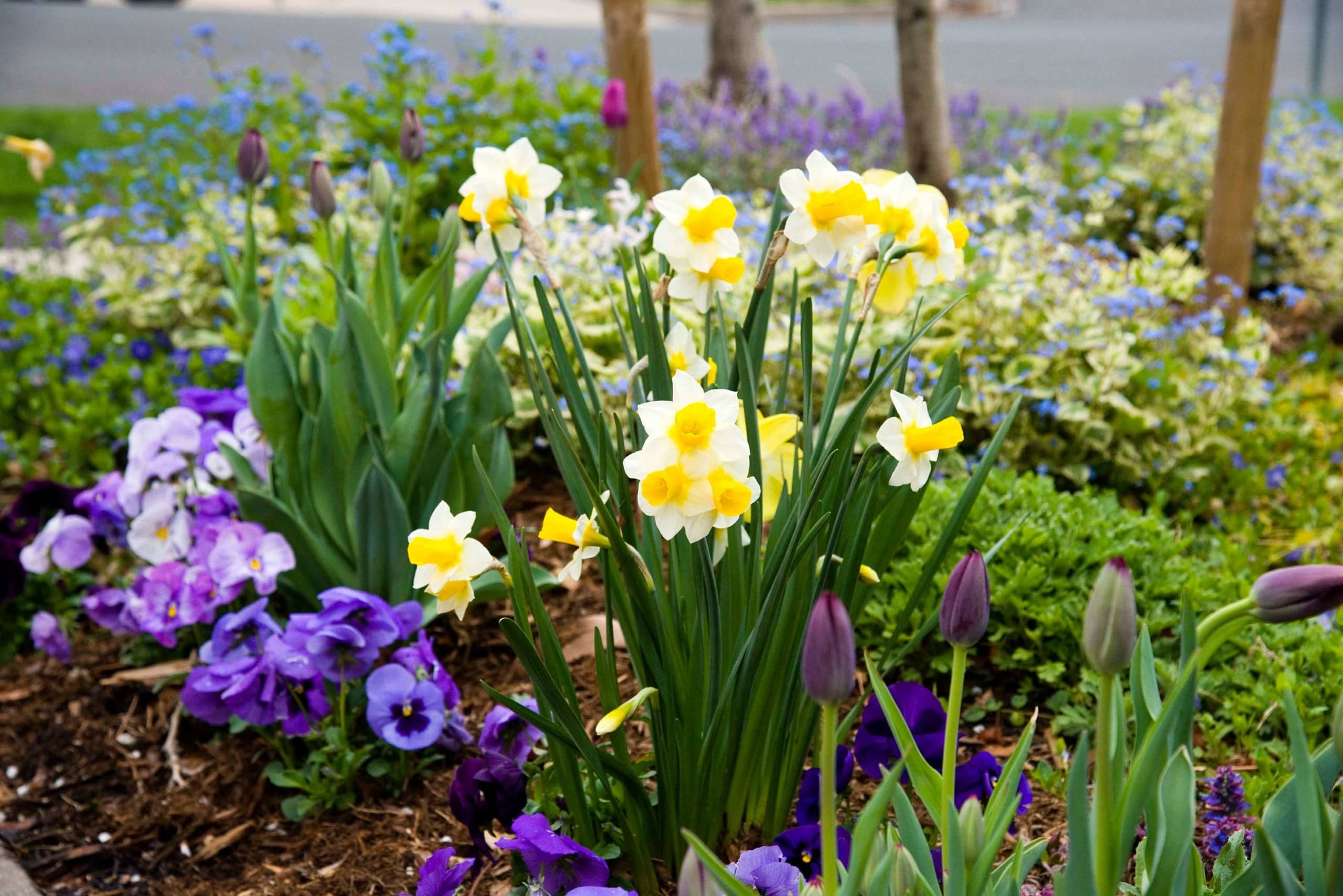 Blog Featured – It’s time to plant tulips, daffodils and other bulbs for beautiful spring color.