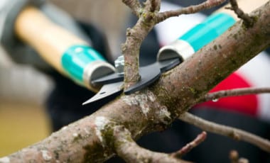 Blog Featured – Top Four Reasons to Prune Trees and Shrubs in the Winter + Pruning Tips