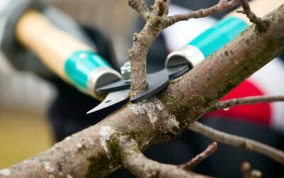 Top Four Reasons to Prune Trees and Shrubs in the Winter + Pruning Tips