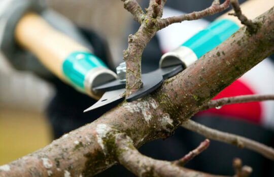 Top Four Reasons to Prune Trees and Shrubs in the Winter + Pruning Tips