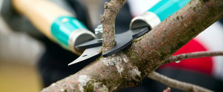Top Four Reasons to Prune Trees and Shrubs in the Winter + Pruning Tips