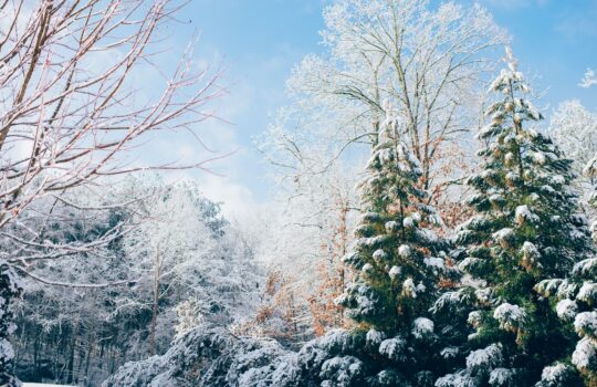 How to Ensure Your Landscape Survives the Winter