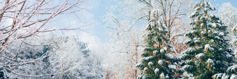 How to Ensure Your Landscape Survives the Winter