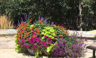 Blog Featured – Color Your Landscape for Spring