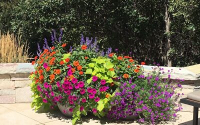 Color Your Landscape for Spring
