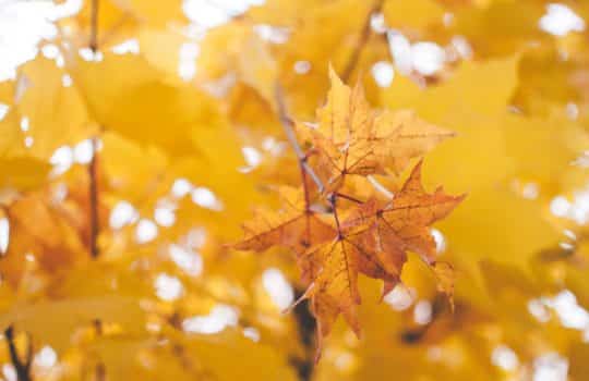 A Checklist to Prepare Your Landscape for the Changing of Seasons
