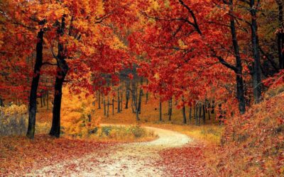 Plant Your Bulbs for a Fall Color Palette