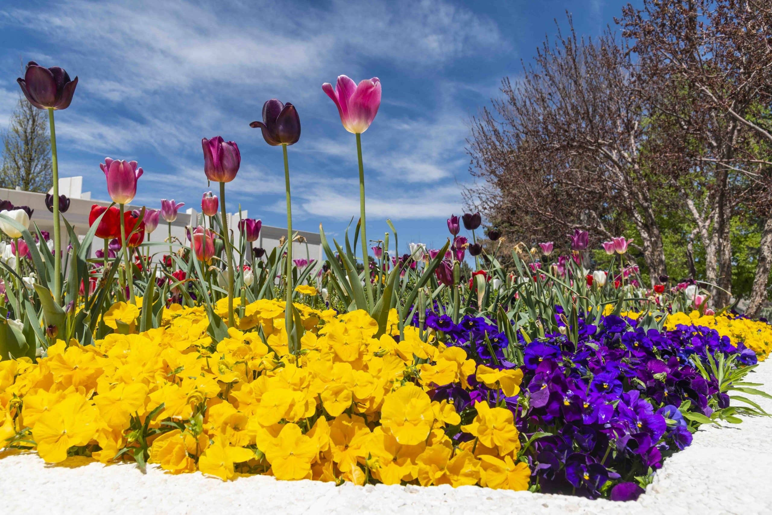 Sacred Grounds Lifescape Colorado