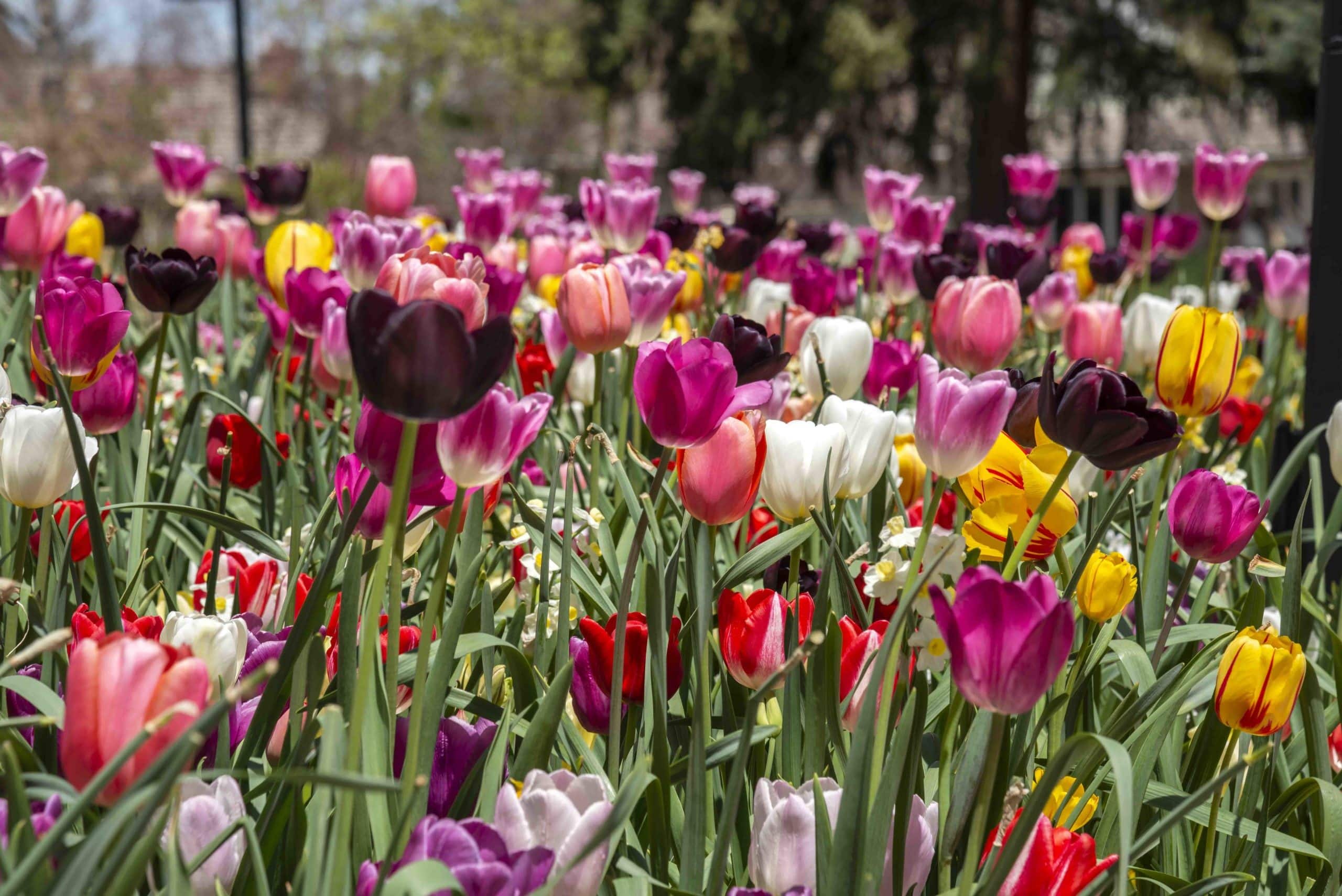 Sacred Grounds Lifescape Colorado