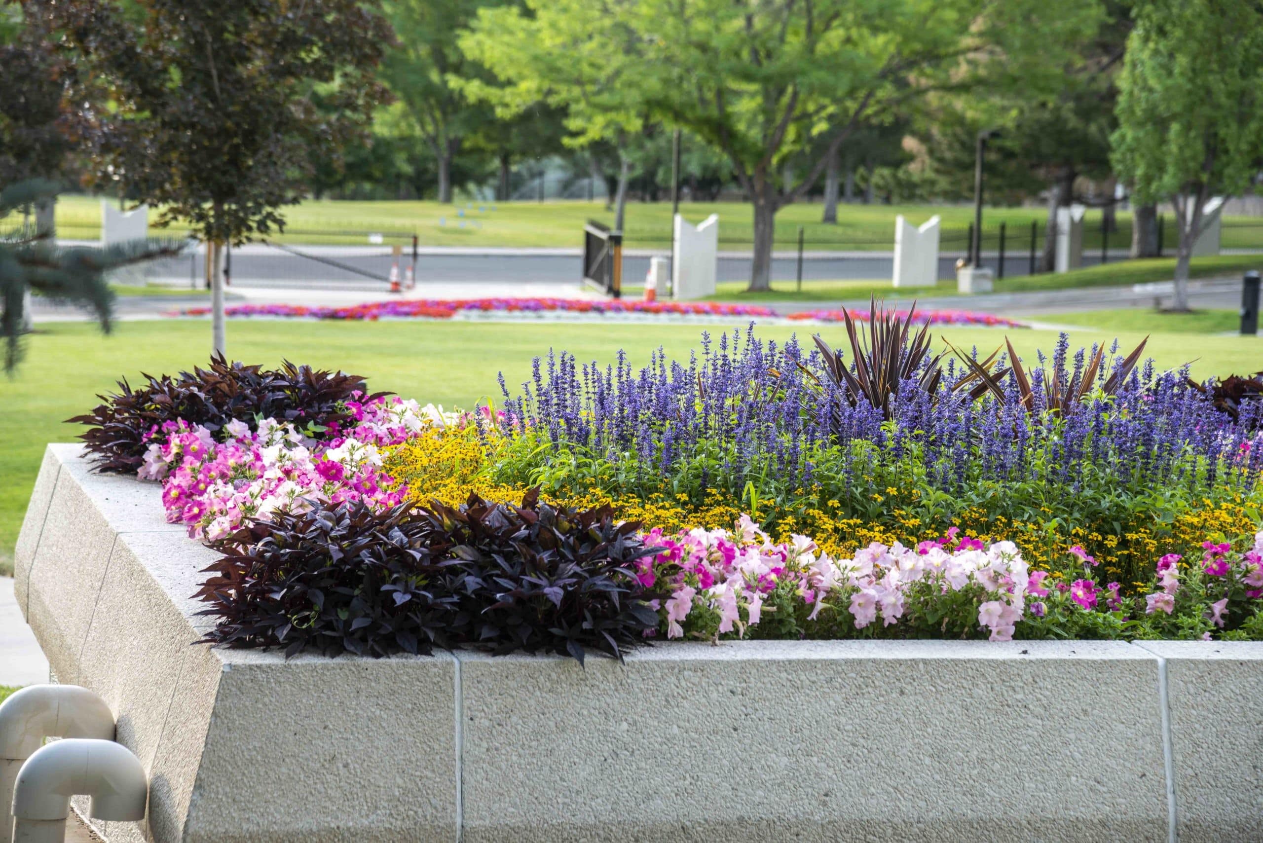 Sacred Grounds Lifescape Colorado