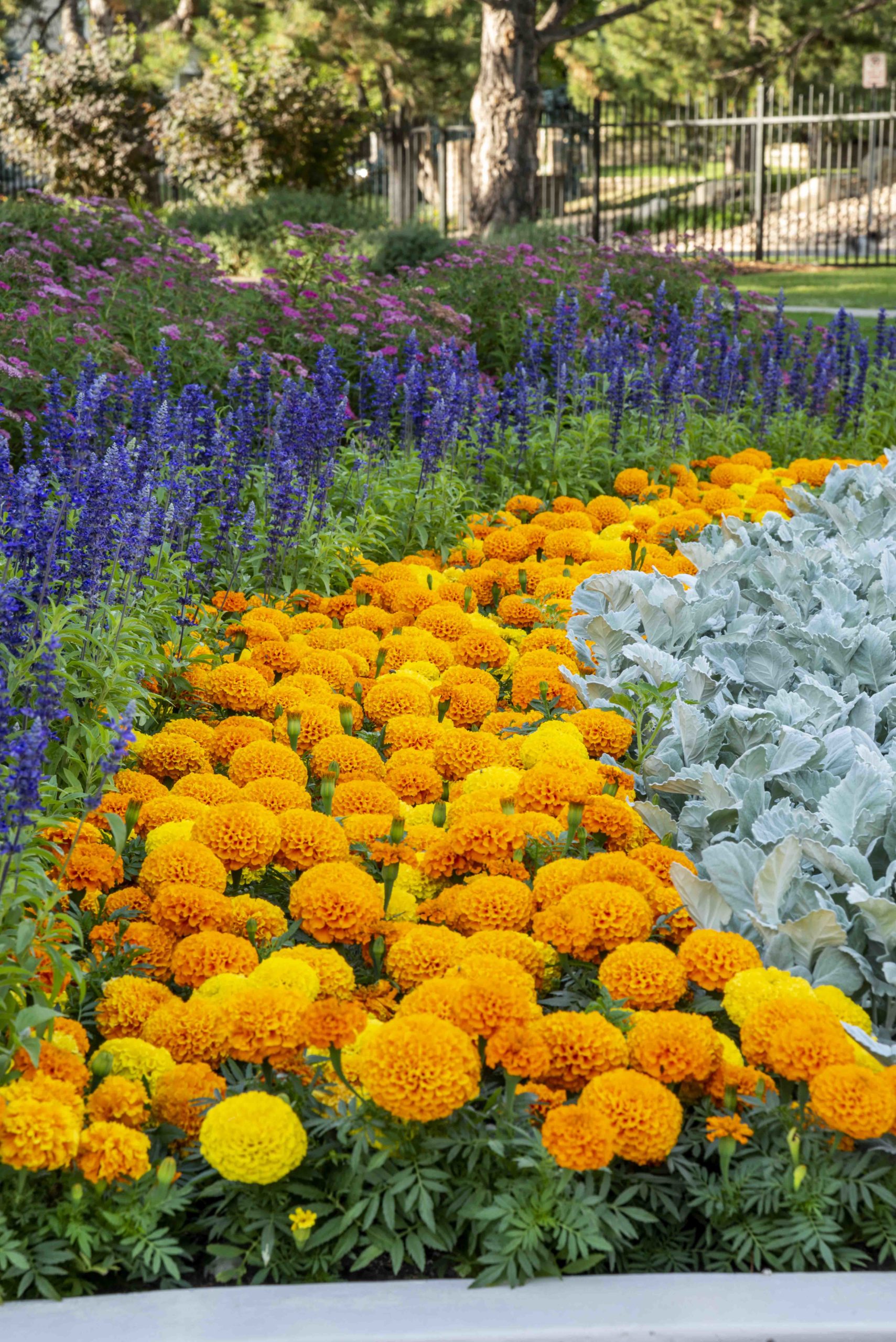 Sacred Grounds Lifescape Colorado