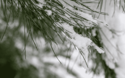 Winter Watering 101 for Your Colorado Landscape Design