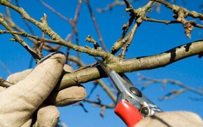Why Pruning Your Plants Is Wintery Business