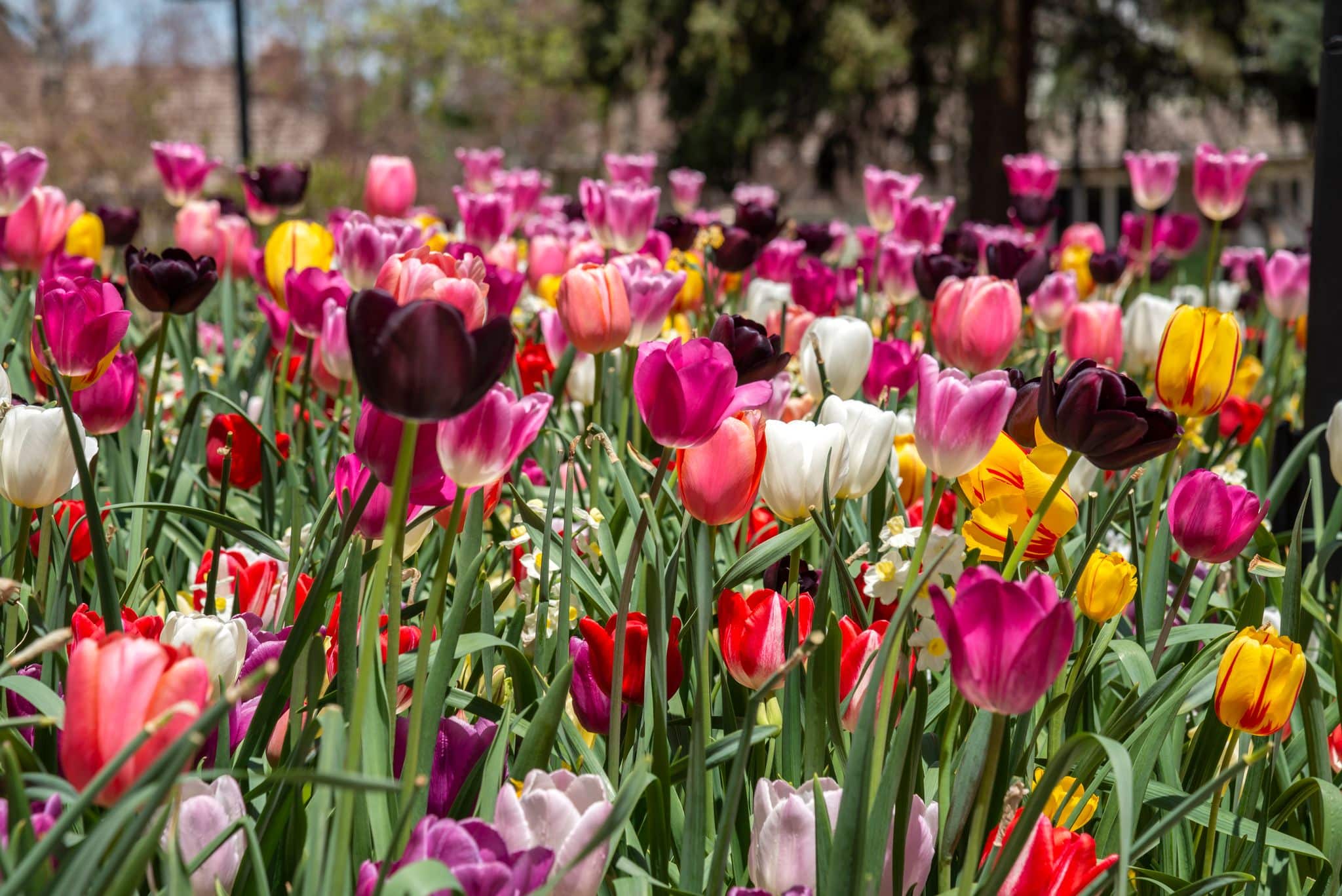 how to protect garden from hail