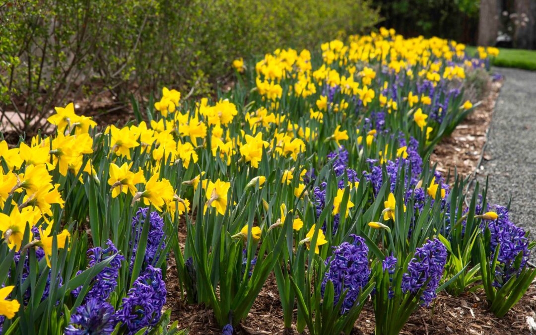 Bring Your Landscape Back To Life