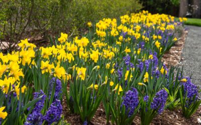 Bring Your Landscape Back To Life