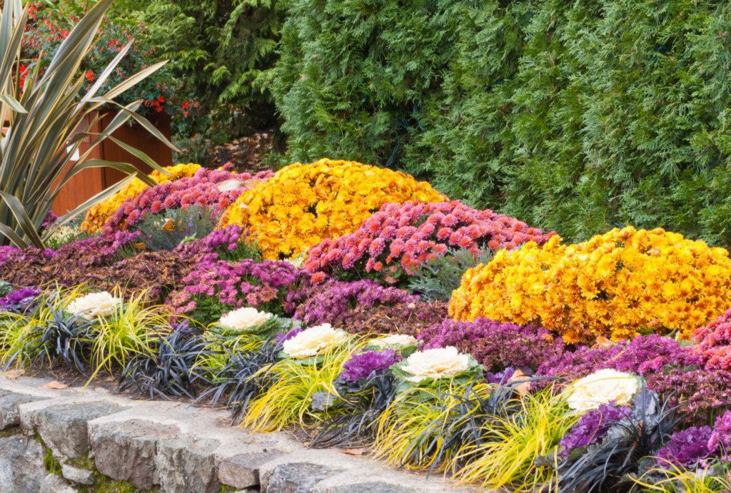 40 Best Fall Flowers to Plant for a Vibrant Autumn Garden