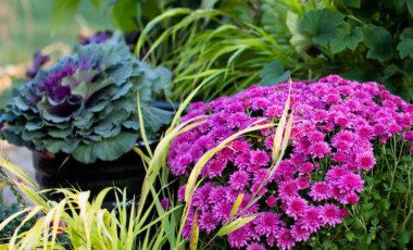 Blog Featured – Planting for Fall Beauty