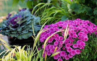 Planting for Fall Beauty